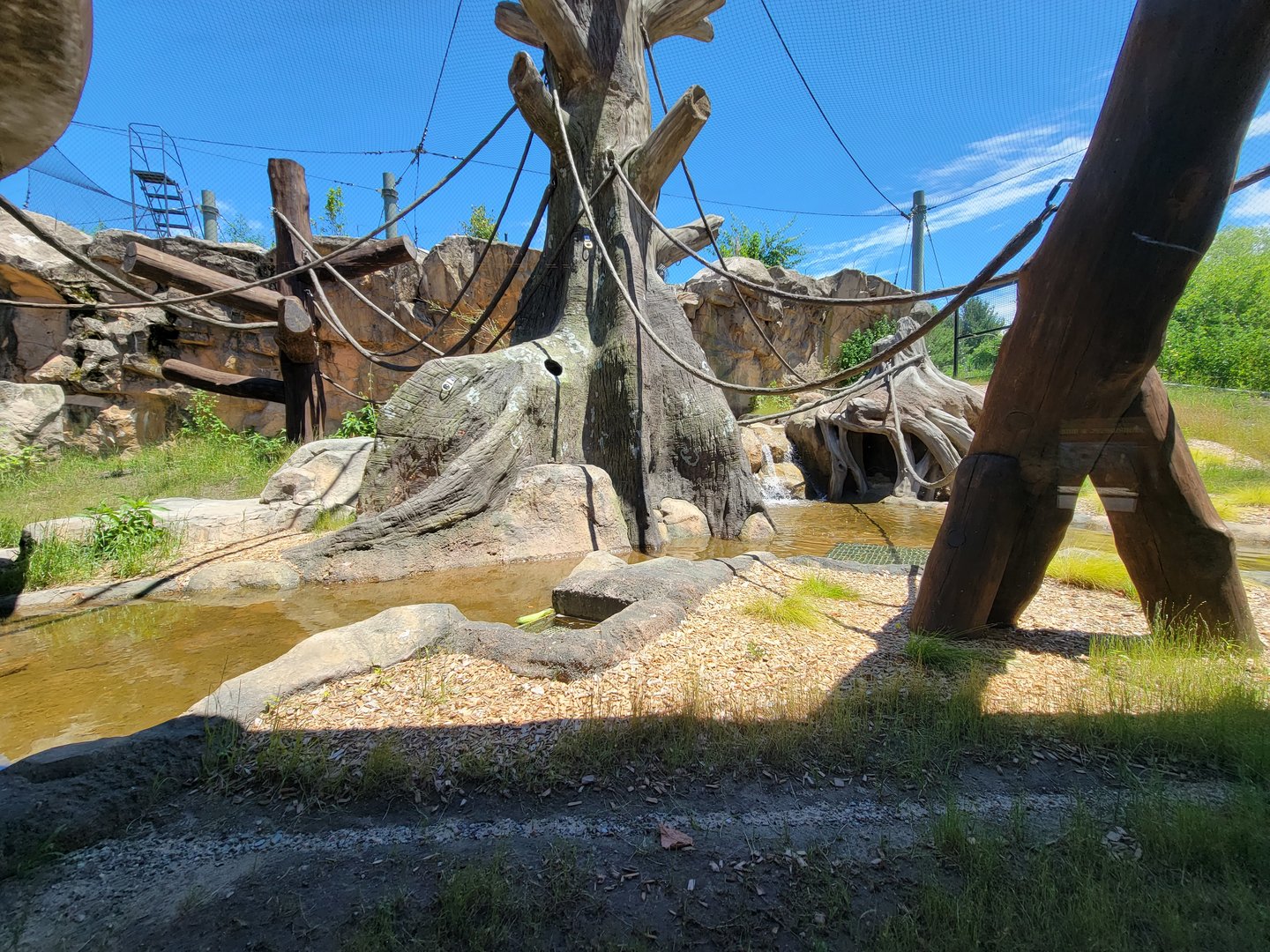 Franklin Park 7/22 - Gorilla Grove outdoors