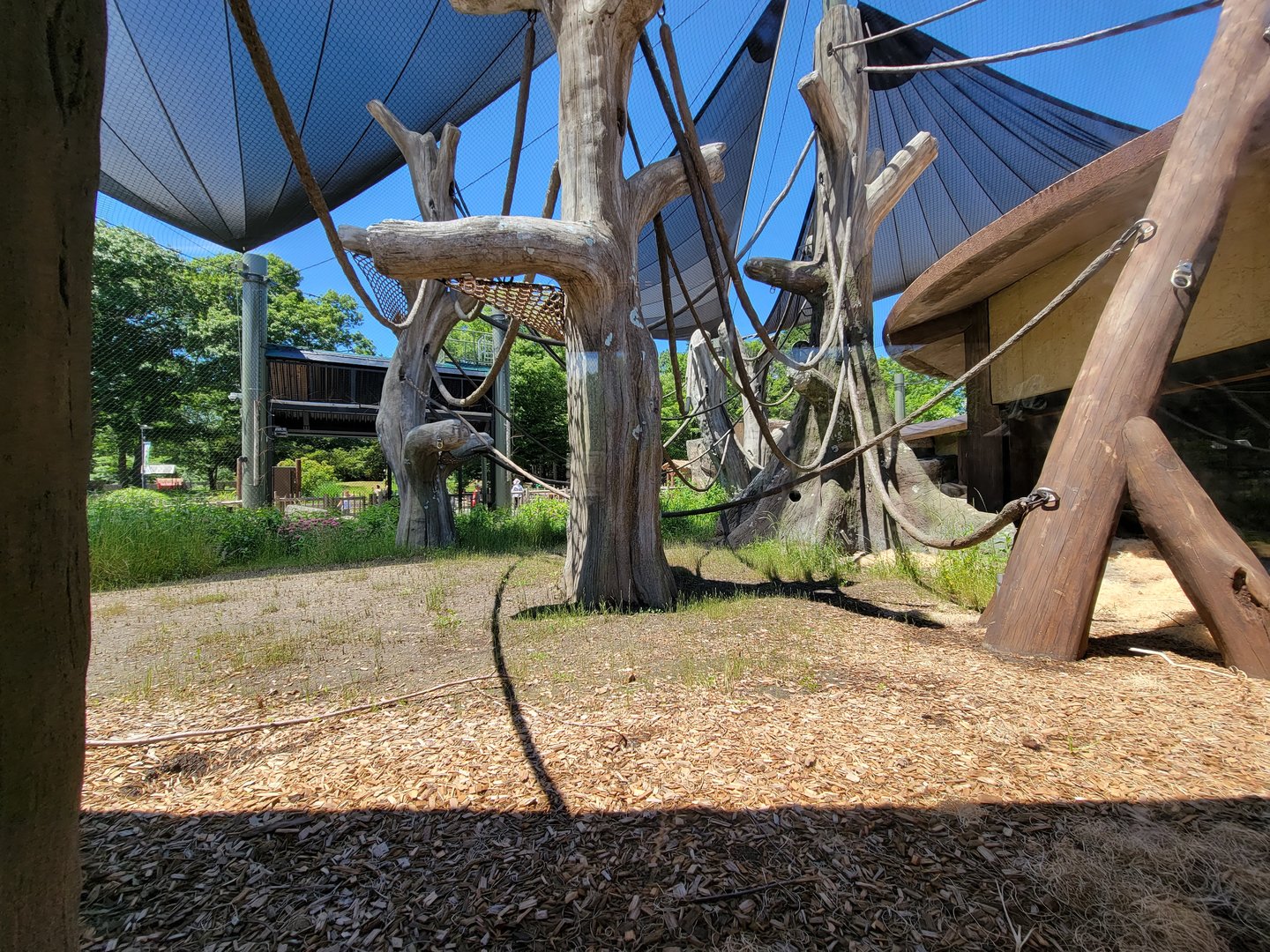 Franklin Park 7/22 - Gorilla Grove outdoors