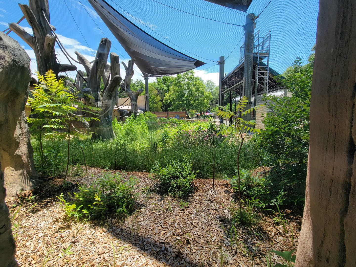 Franklin Park 7/22 - Gorilla Grove, smaller outdoor area