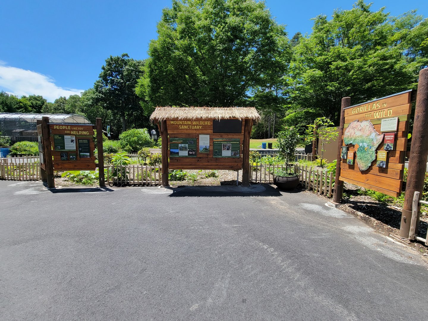 Franklin Park 7/22 - Gorilla Grove, wild gorilla info