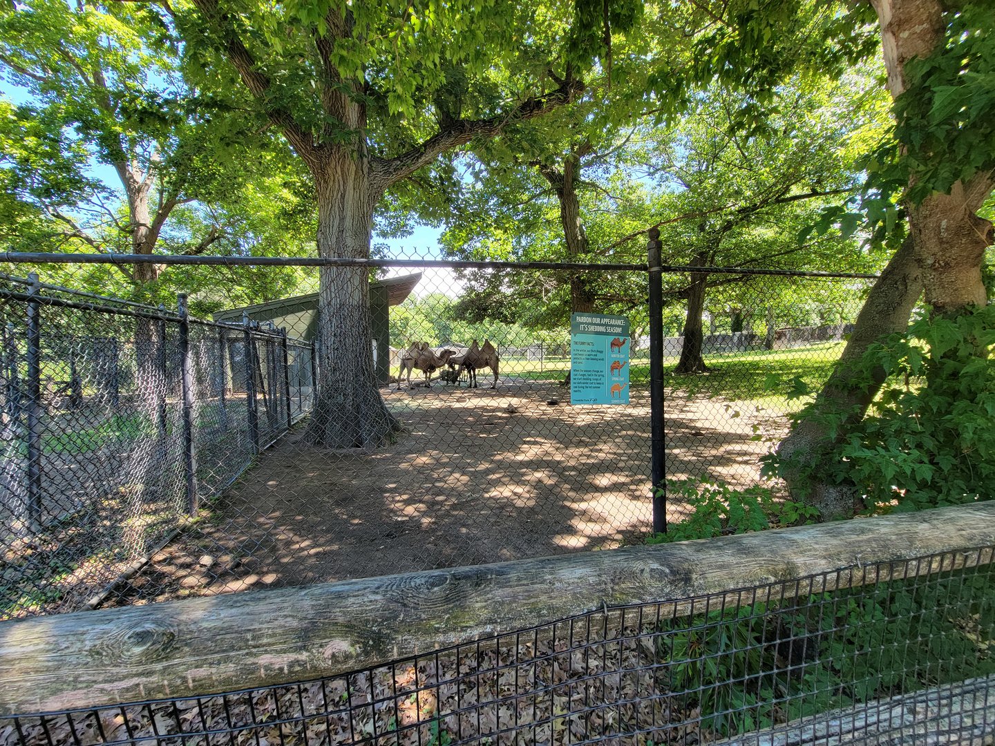 Franklin Park 7/22 - Kalahari Kingdom, bactrian camels