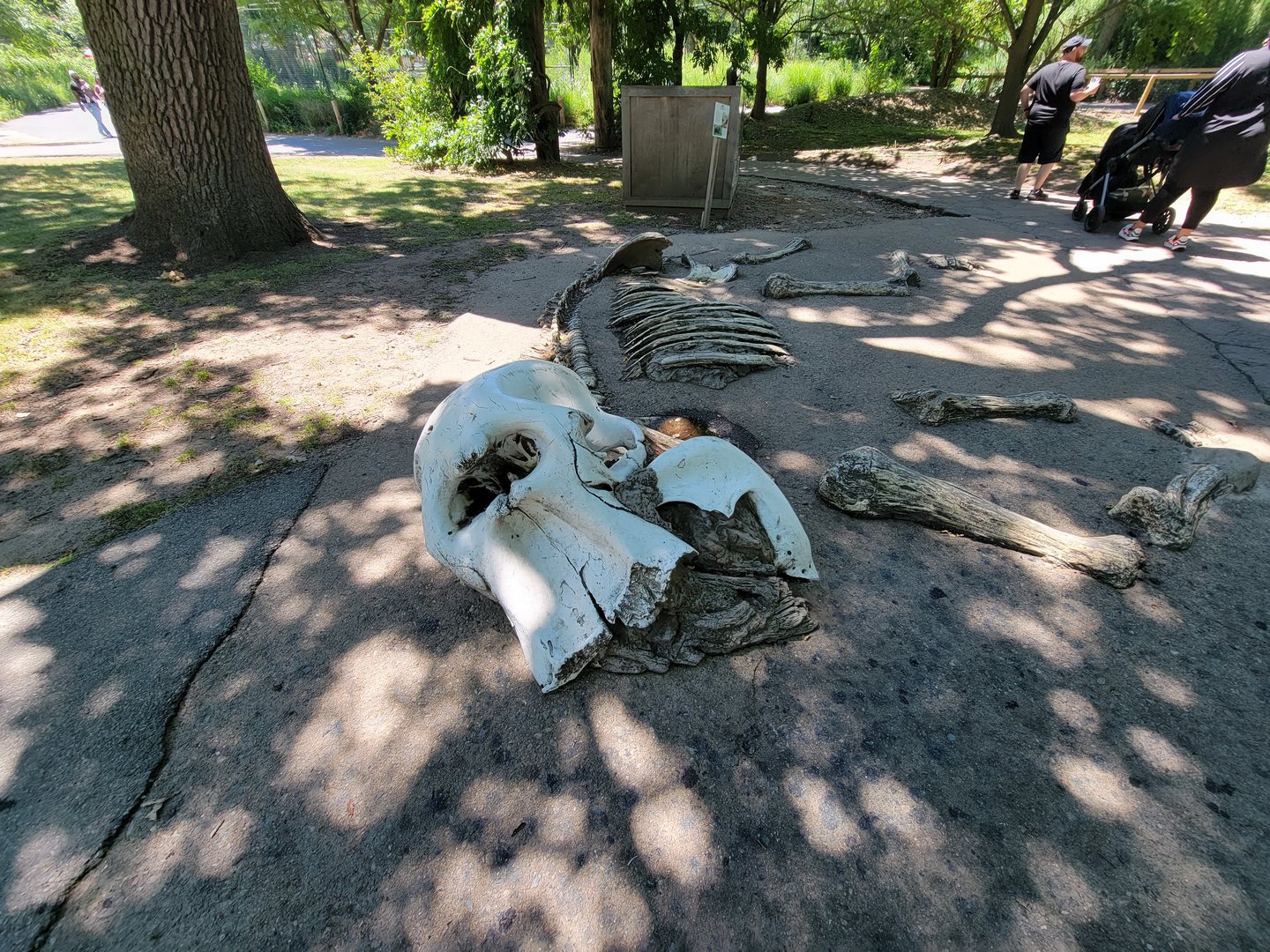 Franklin Park 7/22 - Kalahari Kingdom, elephant kingdom