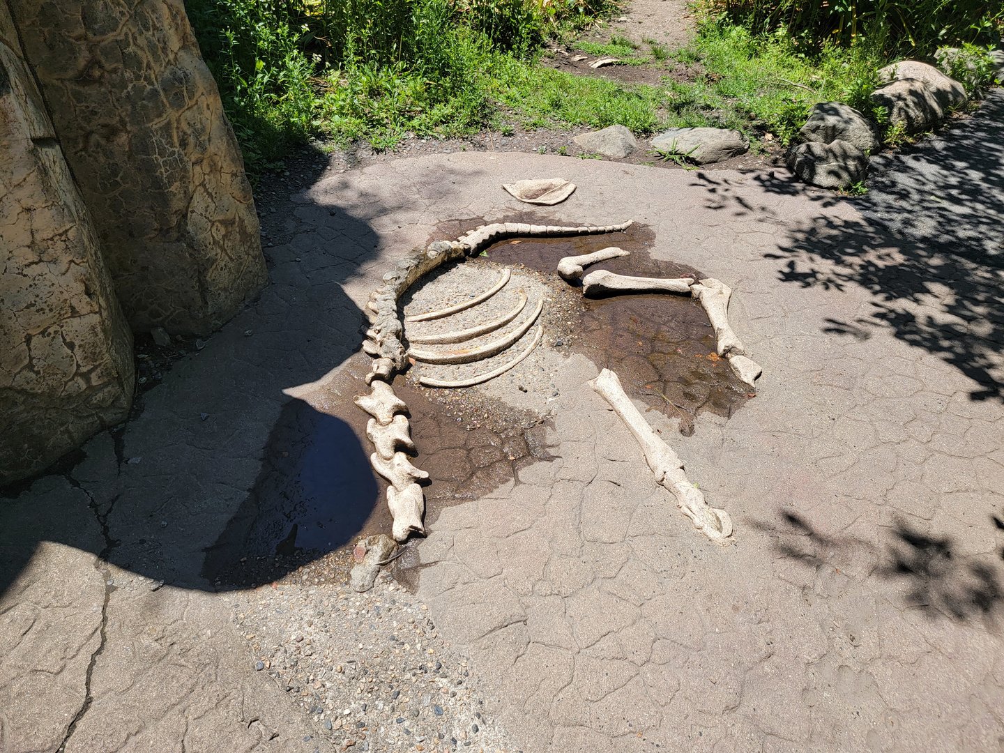 Franklin Park 7/22 - Kalahari Kingdom, lion exhibit, some fake bones to trip on