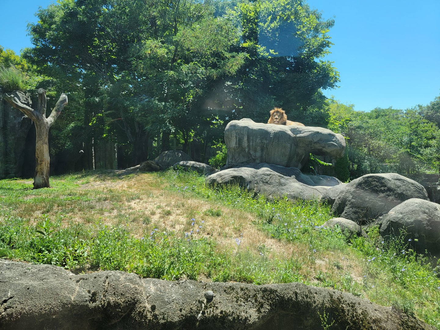 Franklin Park 7/22 - Kalahari Kingdom, lions from middle window