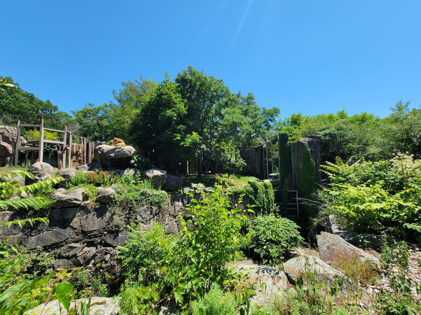 Franklin Park 7/22 - Kalahari Kingdom, lions, lower viewing window on right, with the typical jeep sticking out thing