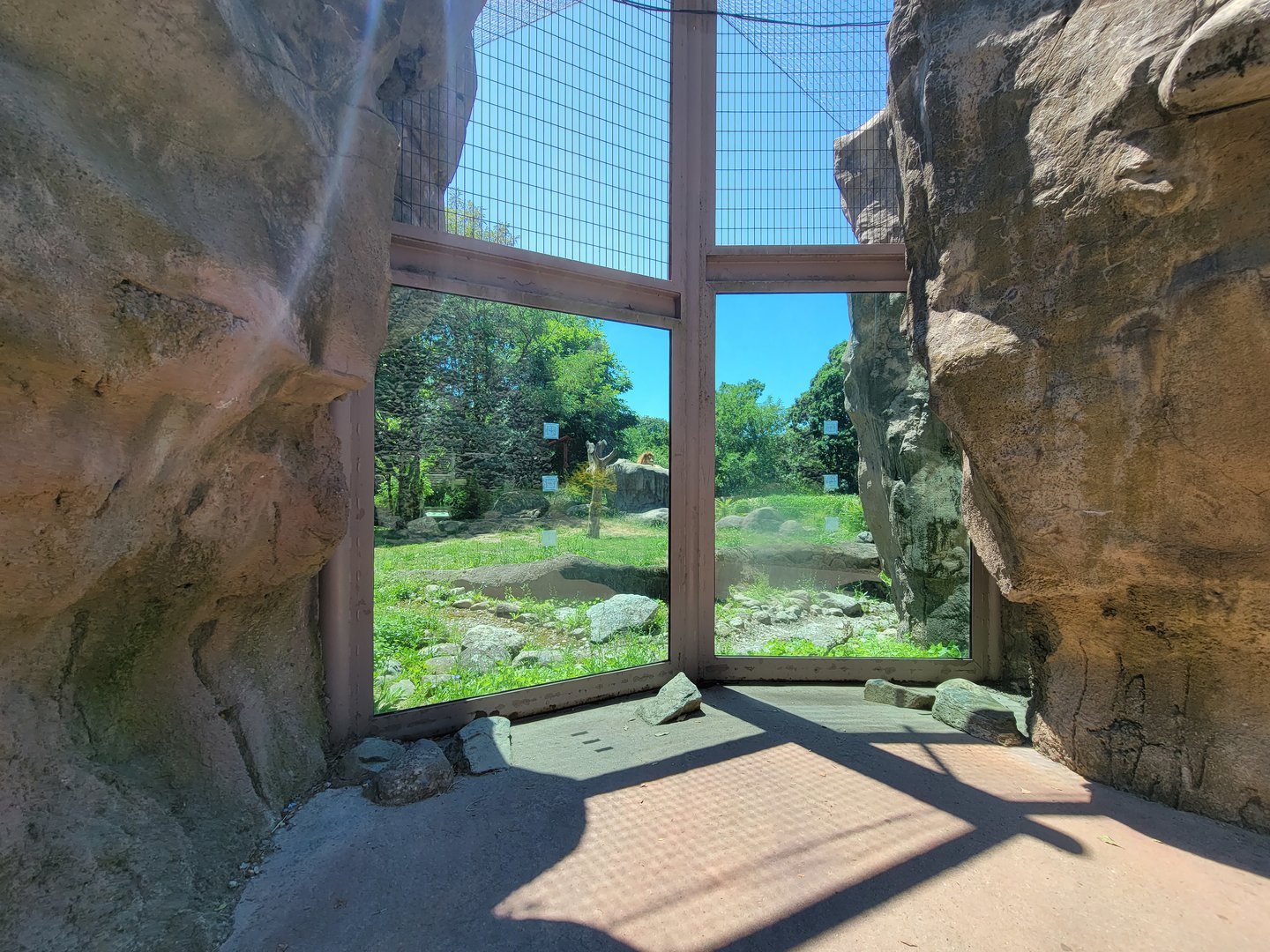 Franklin Park 7/22 - Kalahari Kingdom, lions, middle window