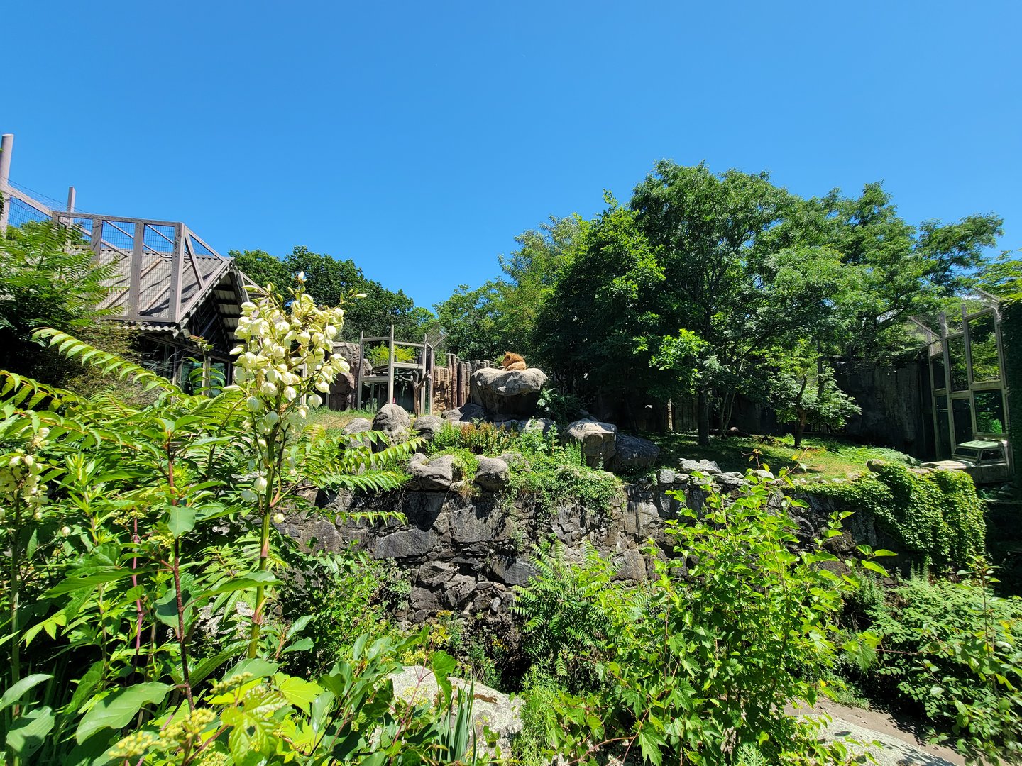 Franklin Park 7/22 - Kalahari Kingdom, lions, with viewing windows everywhere