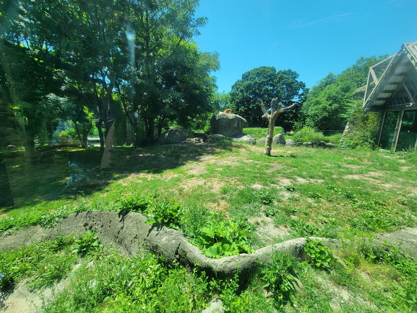 Franklin Park 7/22 - Kalahari Kingdom, lions