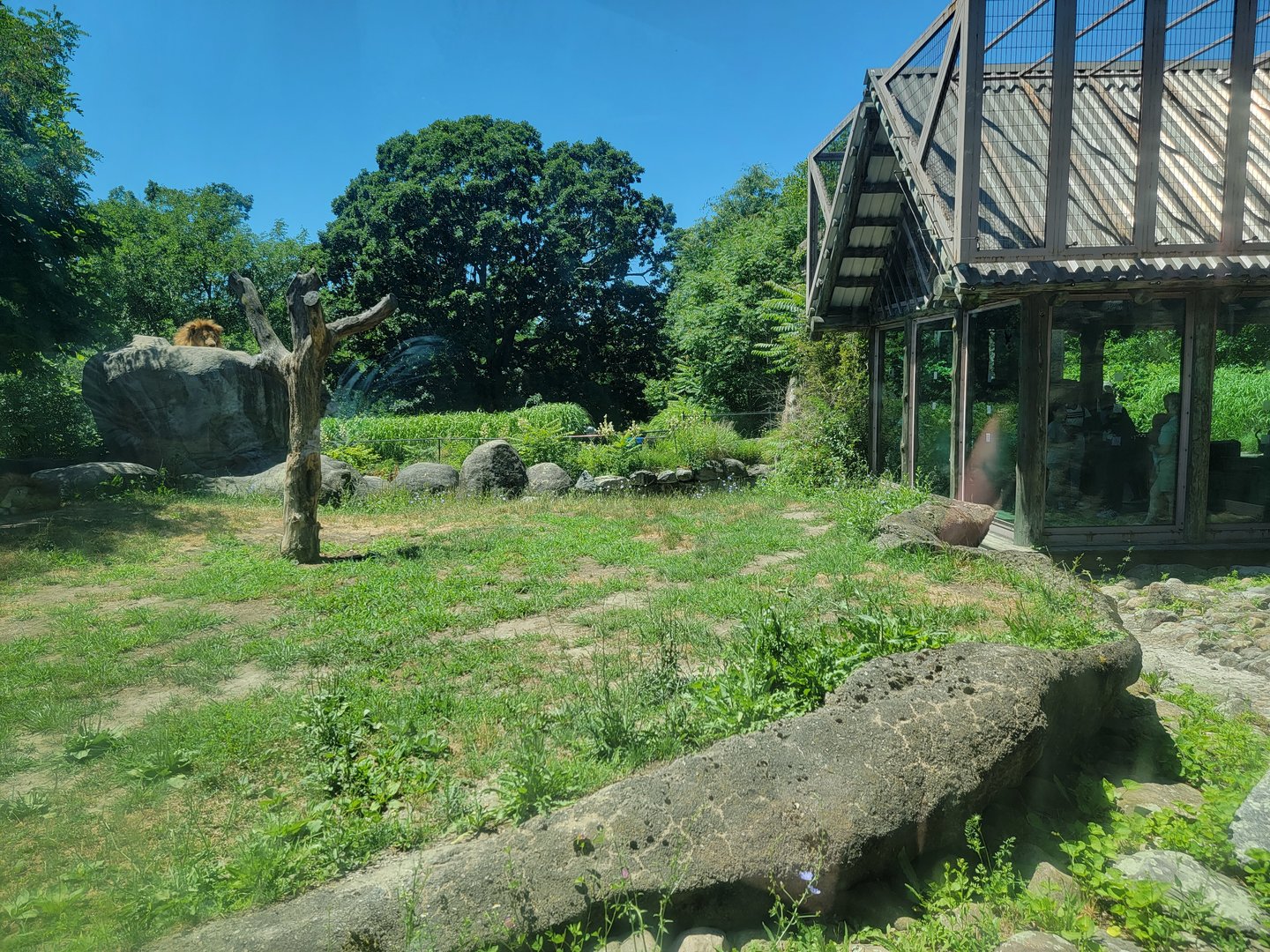 Franklin Park 7/22 - Kalahari Kingdom, lions