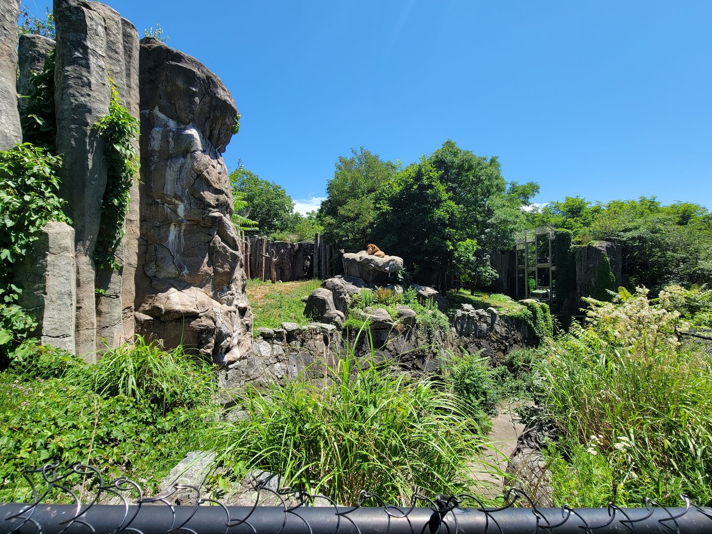 Franklin Park 7/22 - Kalahari Kingdom, lions