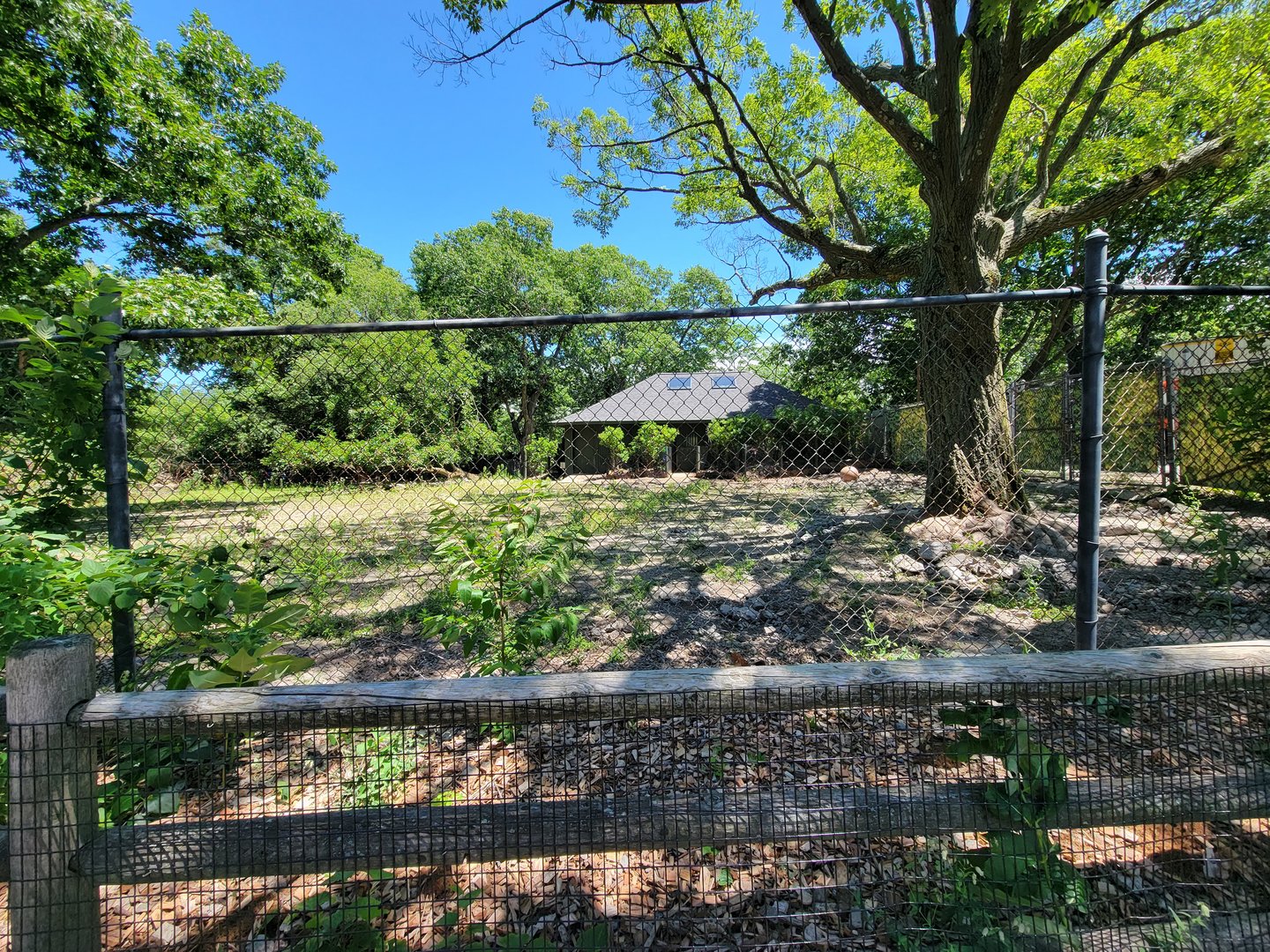 Franklin Park 7/22 - Kalahari Kingdom, red river hogs