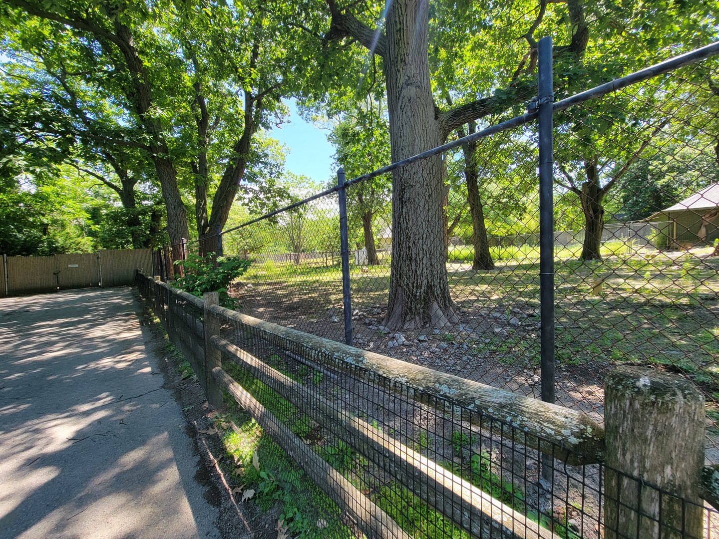 Franklin Park 7/22 - Kalahari Kingdom, red river hogs