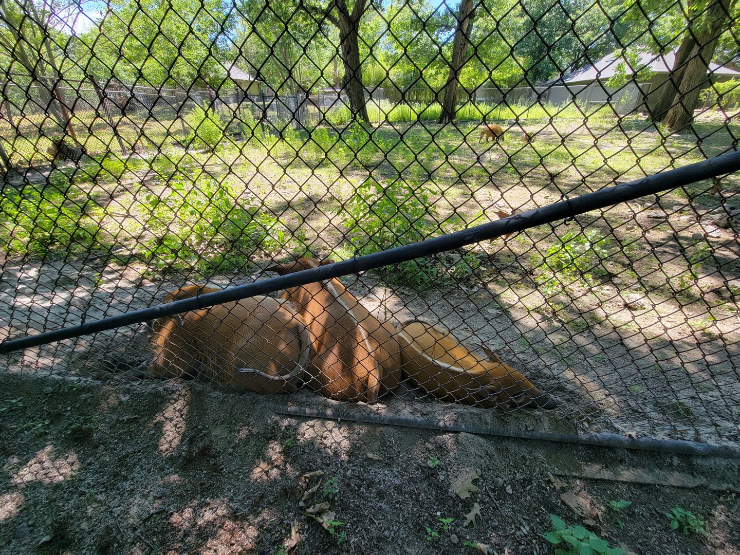 Franklin Park 7/22 - Kalahari Kingdom, red river hogs