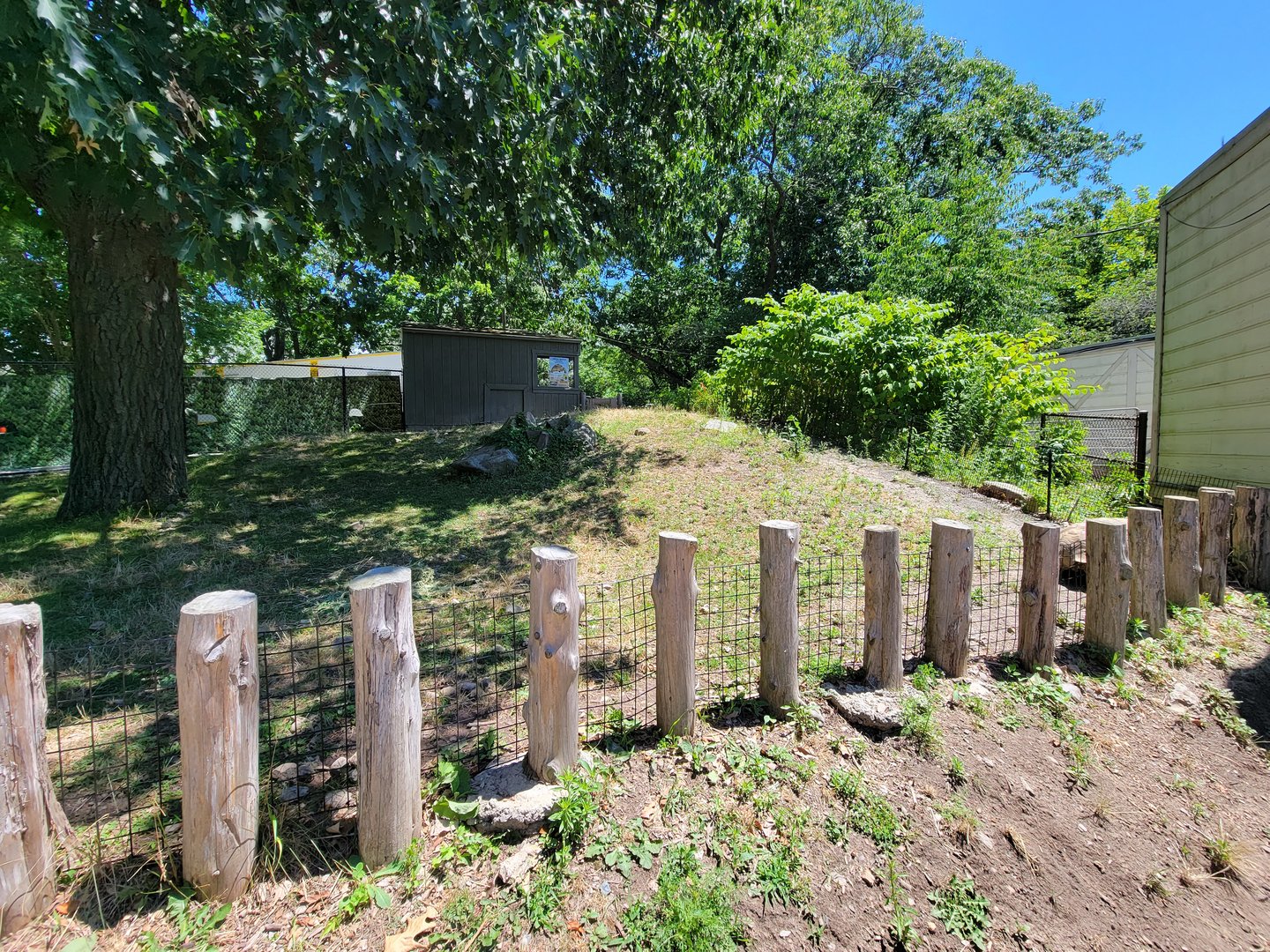 Franklin Park 7/22 - Kalahari Kingdom, sulcata tortoise