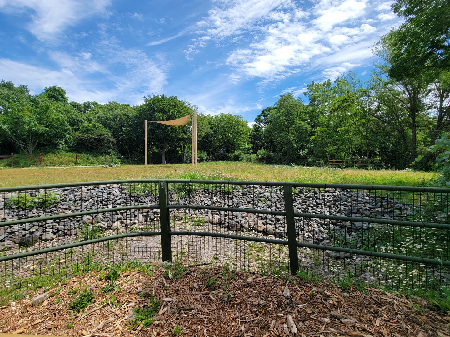 Franklin Park 7/22 - Masai giraffe, Grevy's zebra
