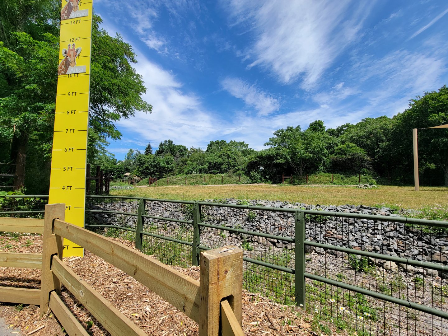 Franklin Park 7/22 - Masai giraffe, Grevy's zebra