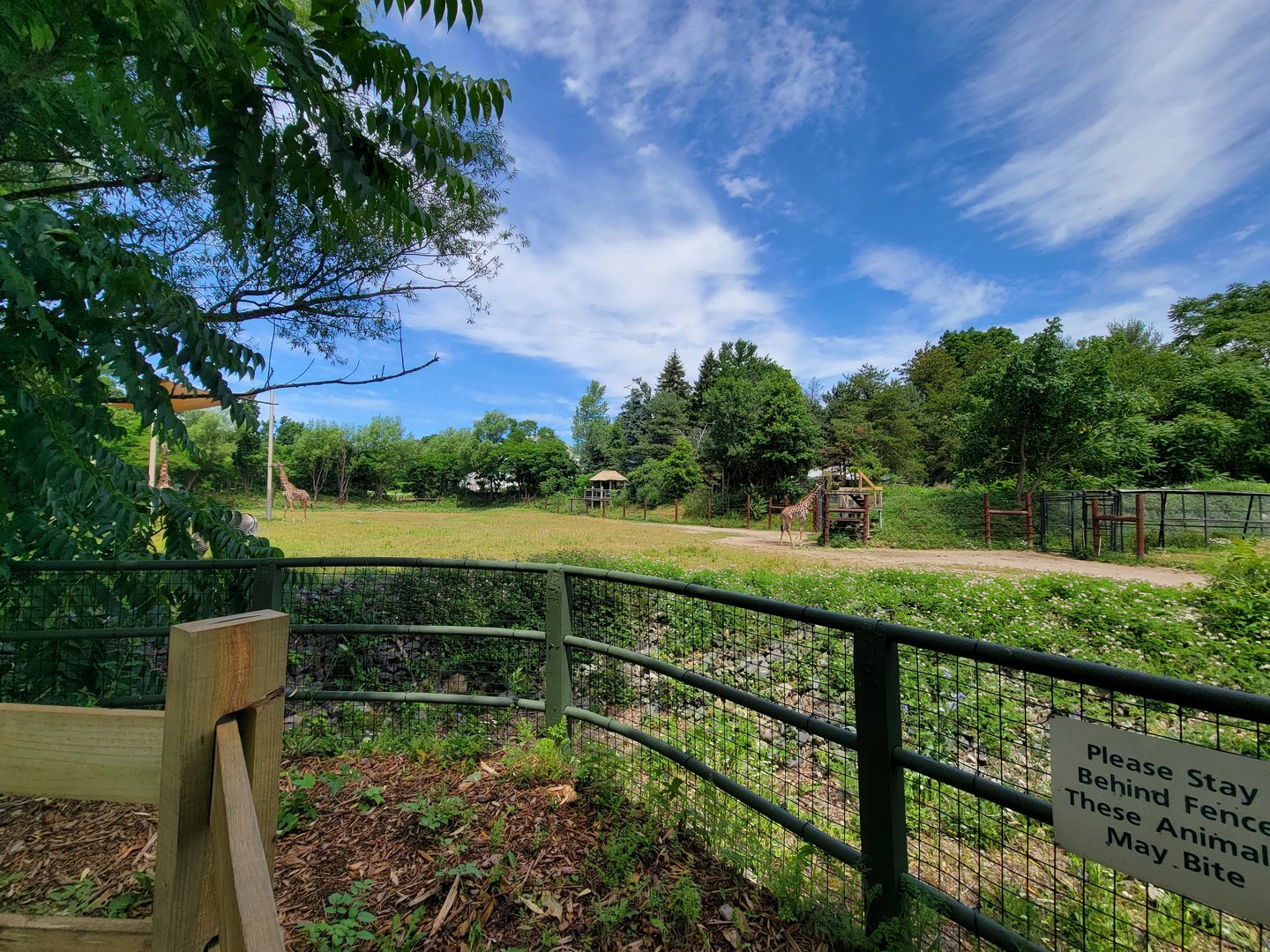 Franklin Park 7/22 - Masai giraffe, Grevy's zebra