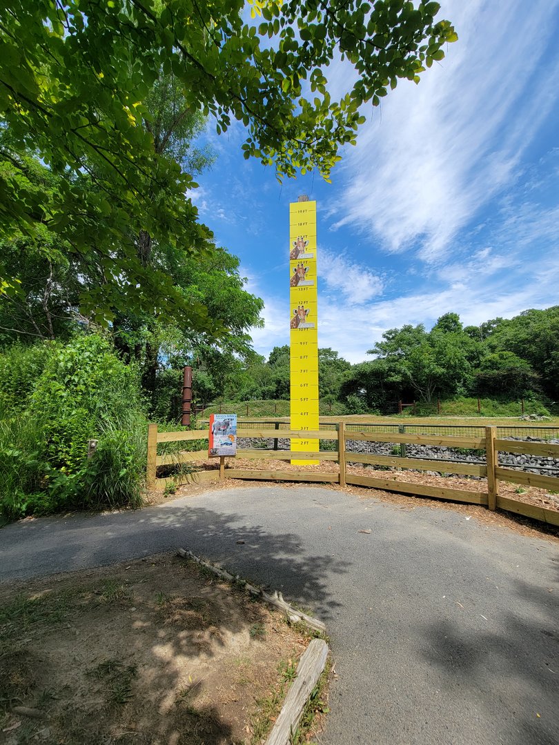 Franklin Park 7/22 - Masai giraffe measuring stick