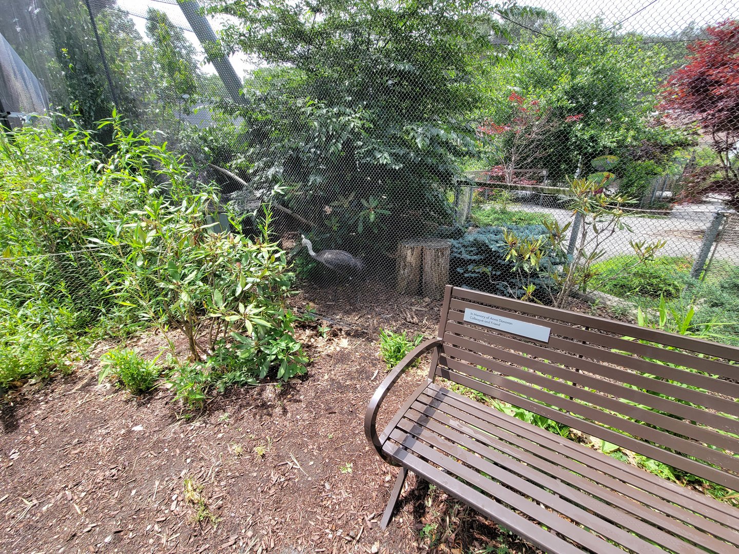 Franklin Park 7/22 - Nature's Neighborhoods aviary, hooded crane