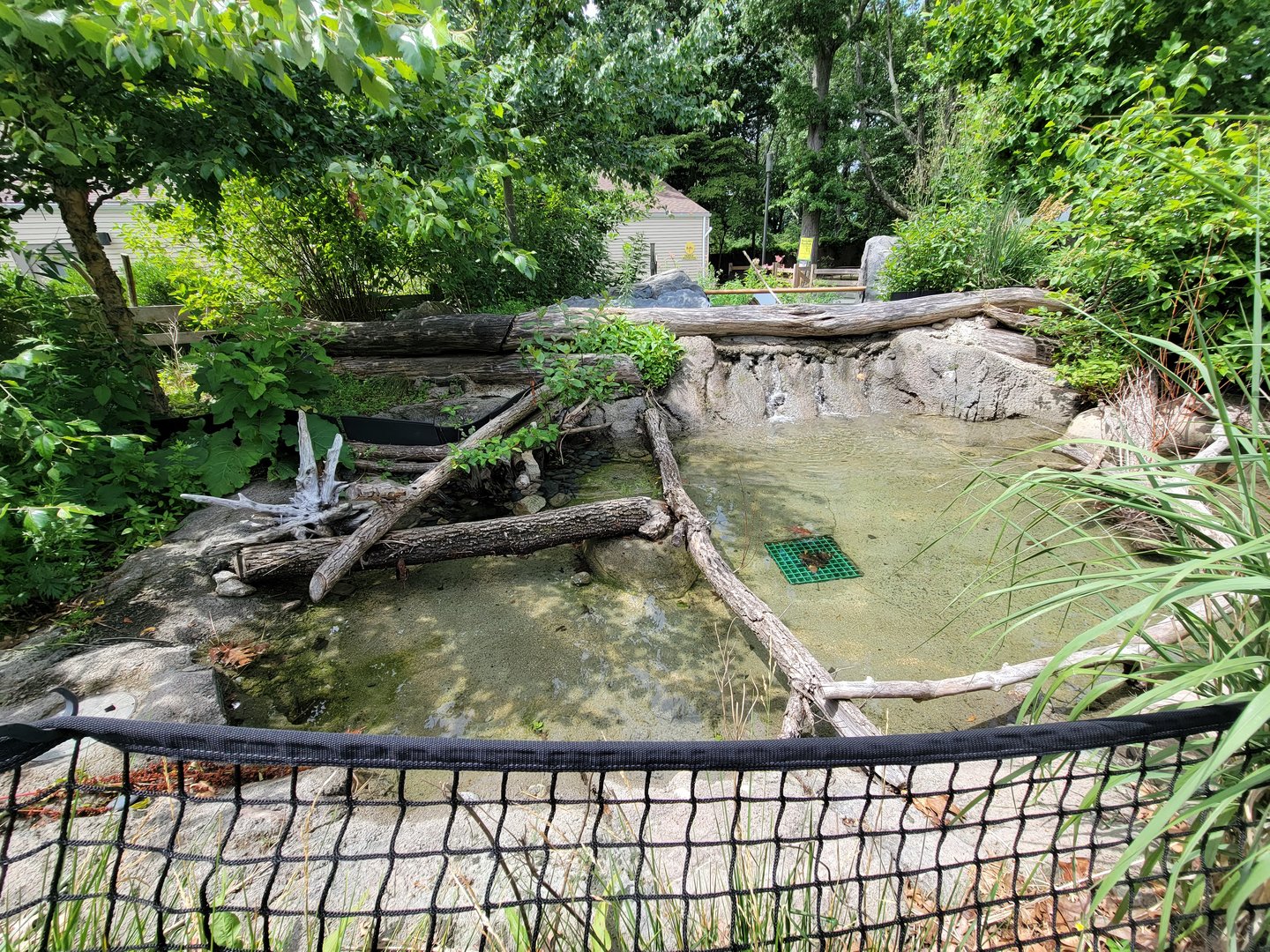 Franklin Park 7/22 - Nature's Neighborhoods, Blanding's turtle, bullhead catfish