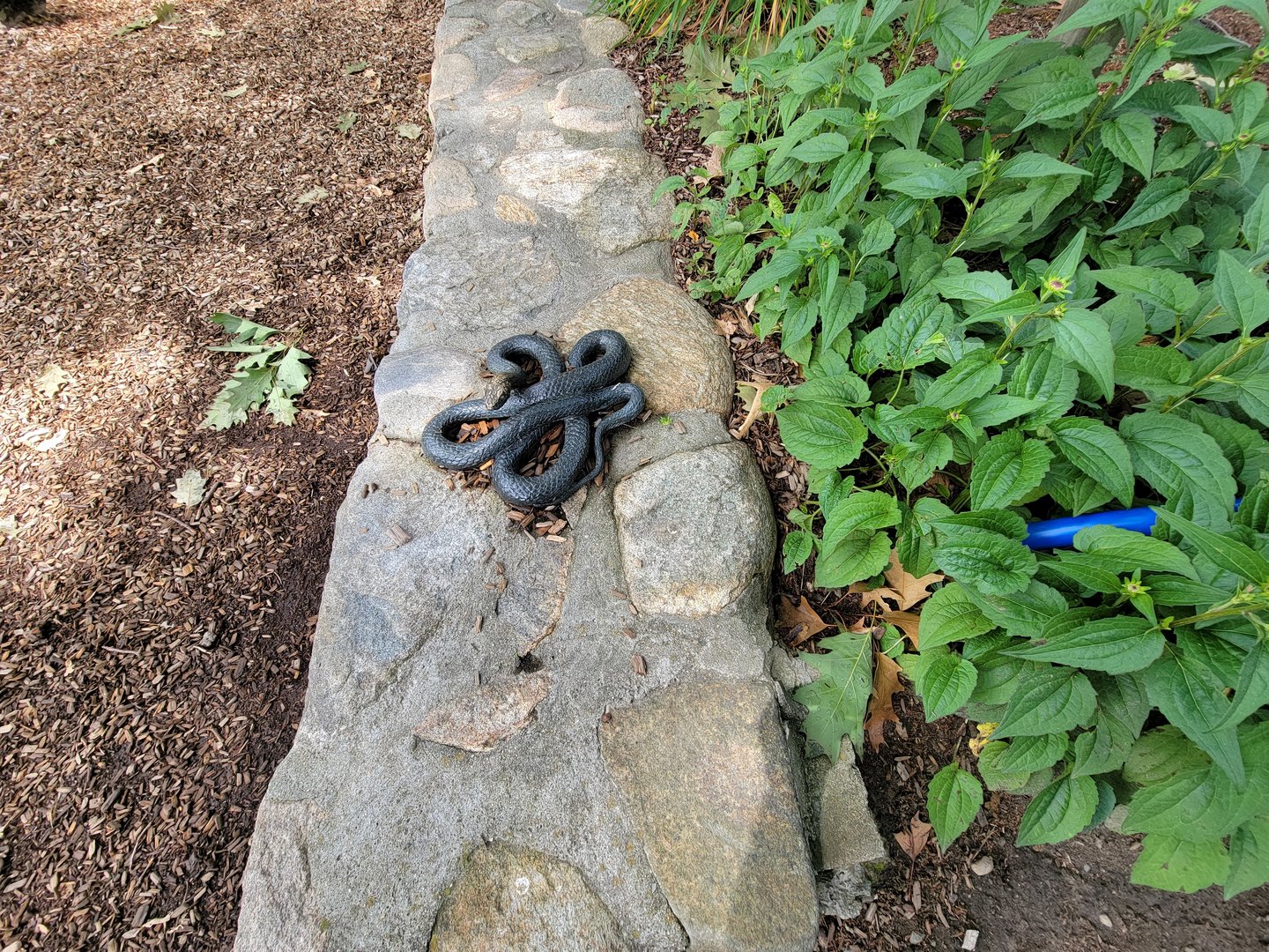 Franklin Park 7/22 - Nature's Neighborhoods, more little sculptures