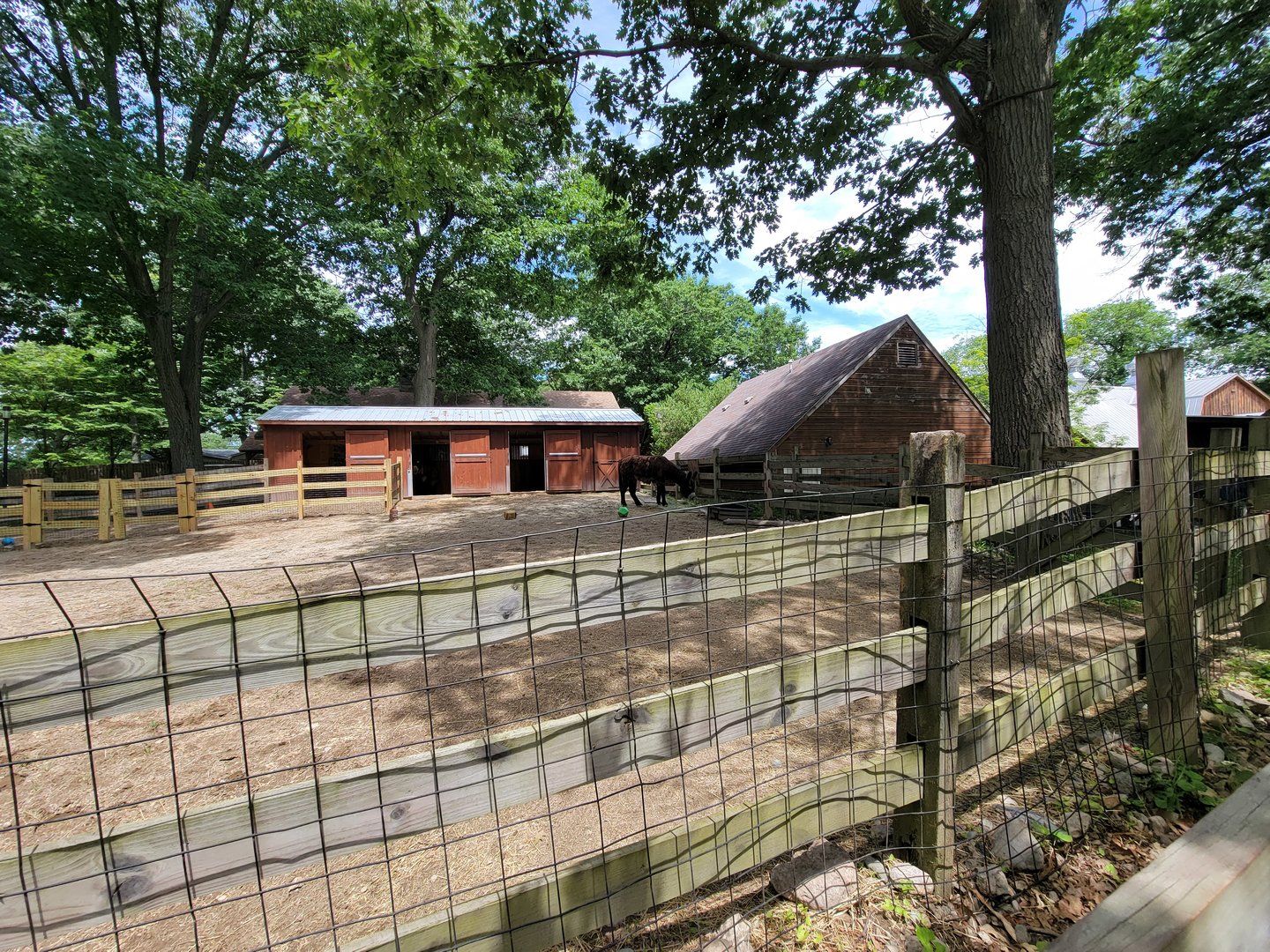 Franklin Park 7/22 - Nature's Neighborhoods, Poitou donkey
