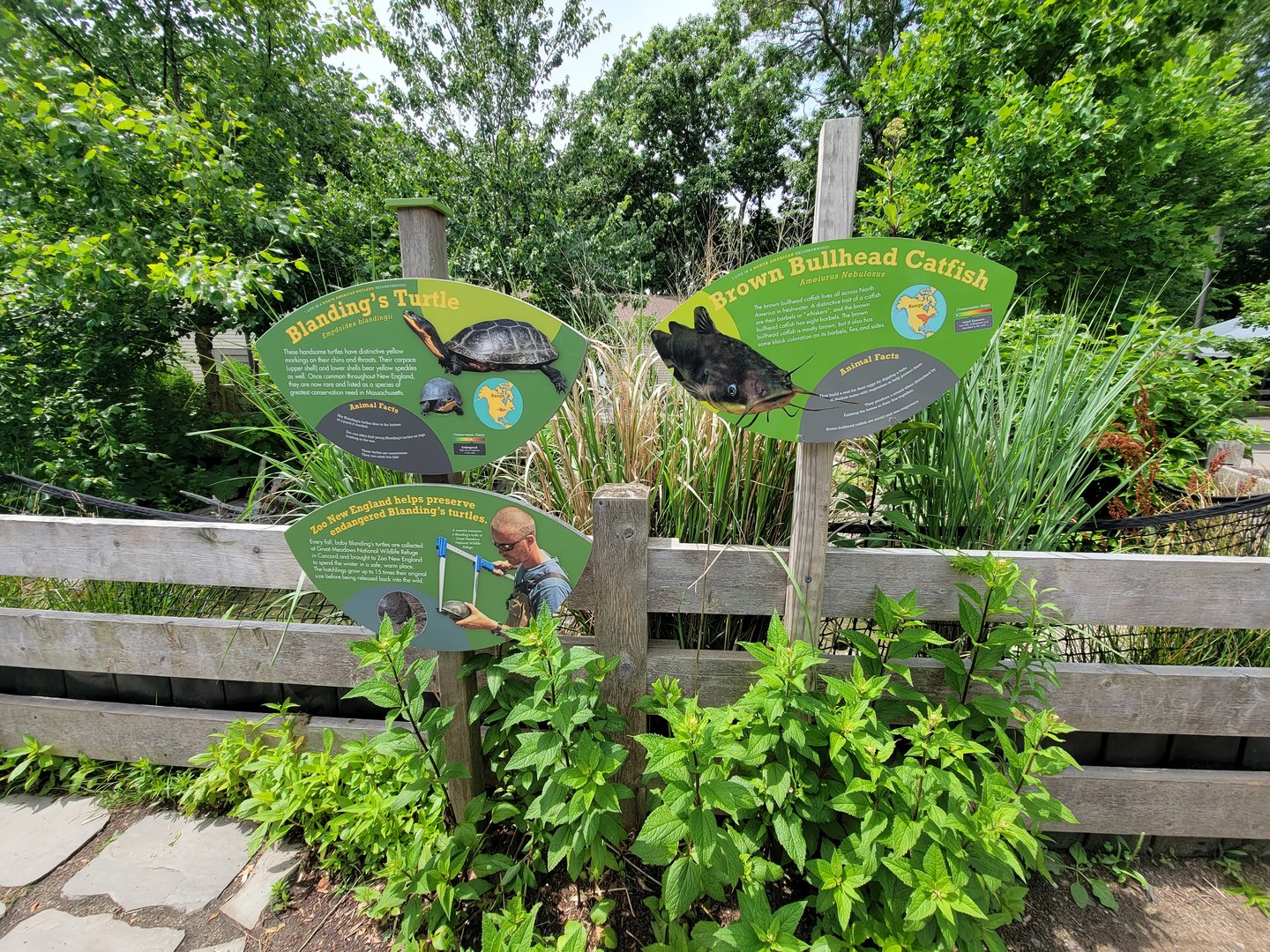 Franklin Park 7/22 - Nature's Neighborhoods signage, Blanding's Turtle and Brown Bullhead Catfish