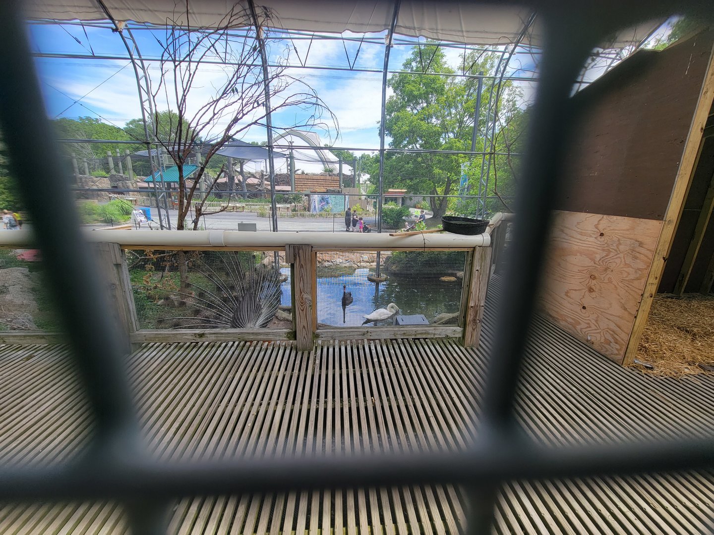 Franklin Park 7/22 - Outback Trail, budgie aviary closed due to bird flu