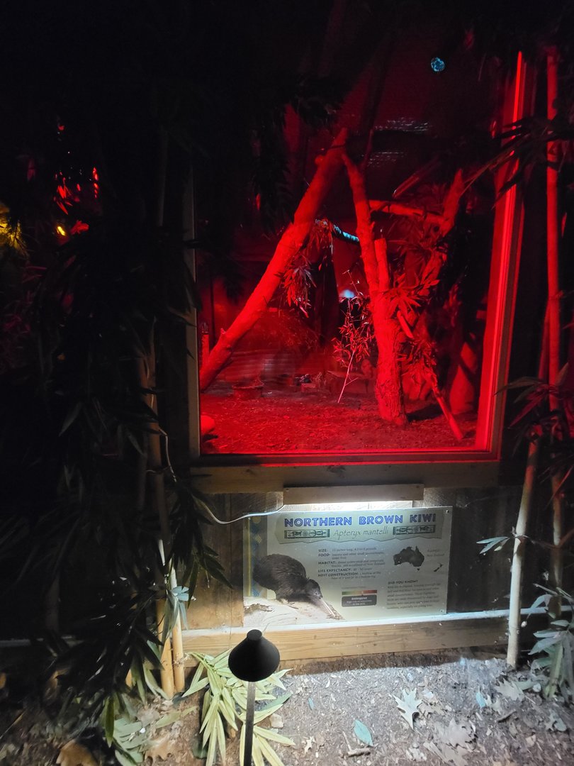 Franklin Park 7/22 - Outback Trail, Northern Brown Kiwi