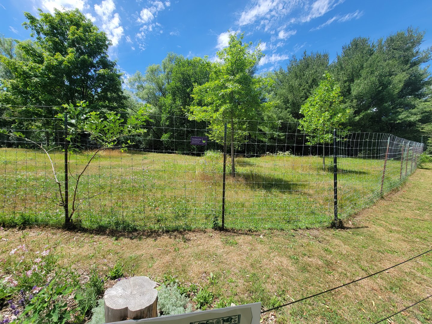 Franklin Park 7/22 - Outback Trail, red kangaroos and emu