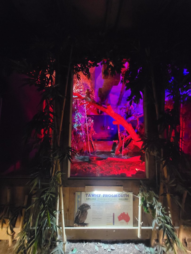 Franklin Park 7/22 - Outback Trail, Tawny Frogmouth