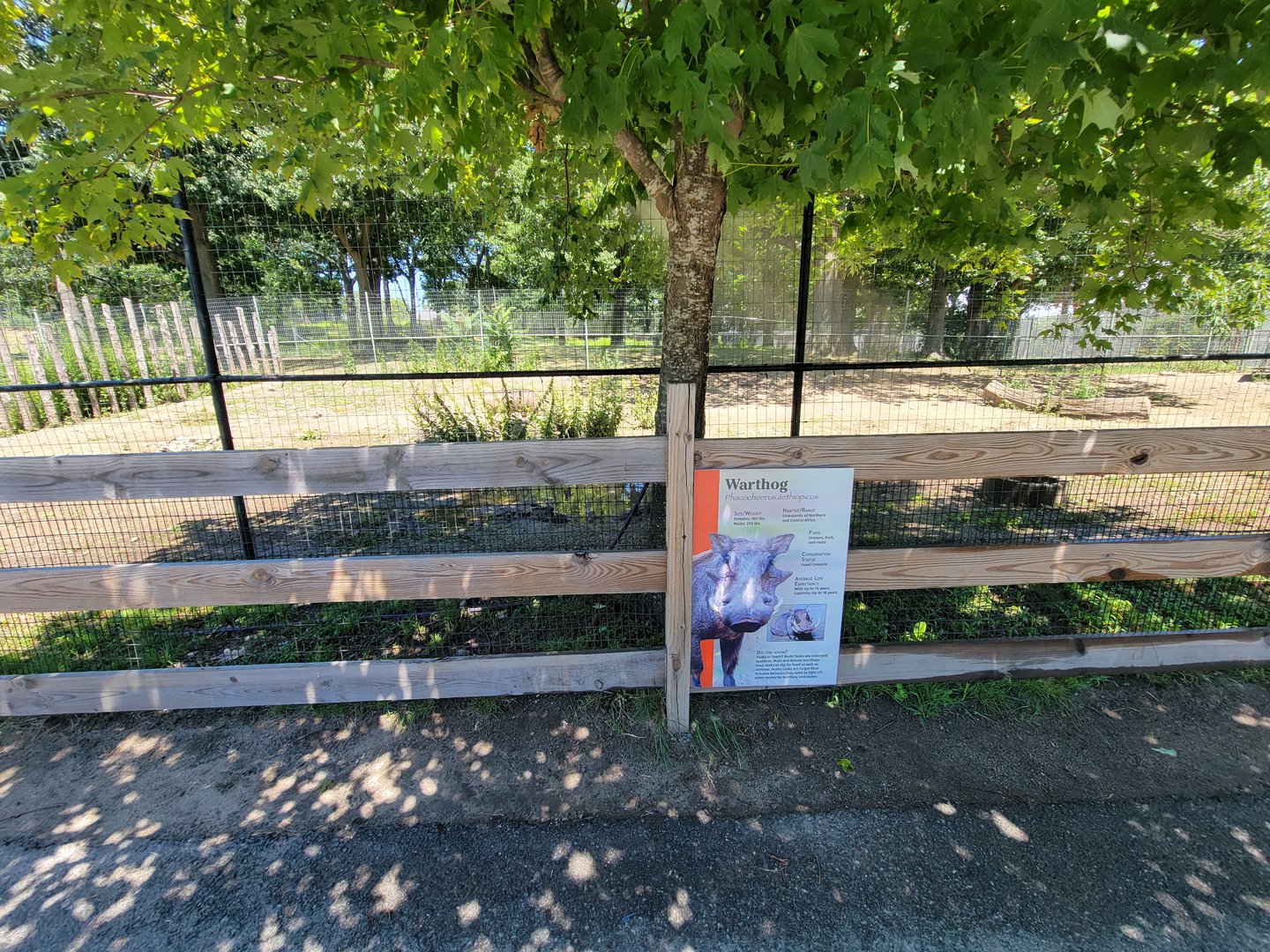 Franklin Park 7/22 - Serengeti Crossing, common warthog
