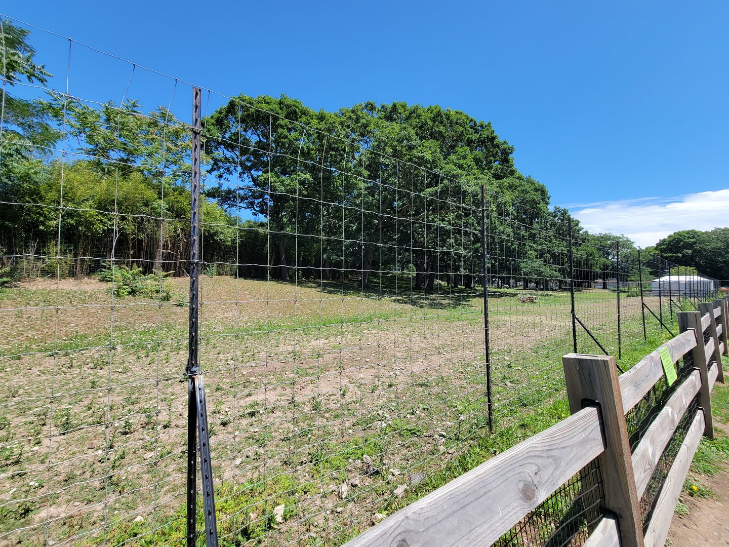 Franklin Park 7/22 - Serengeti Crossing, Hartmann's mountain zebra, blue wildebeest