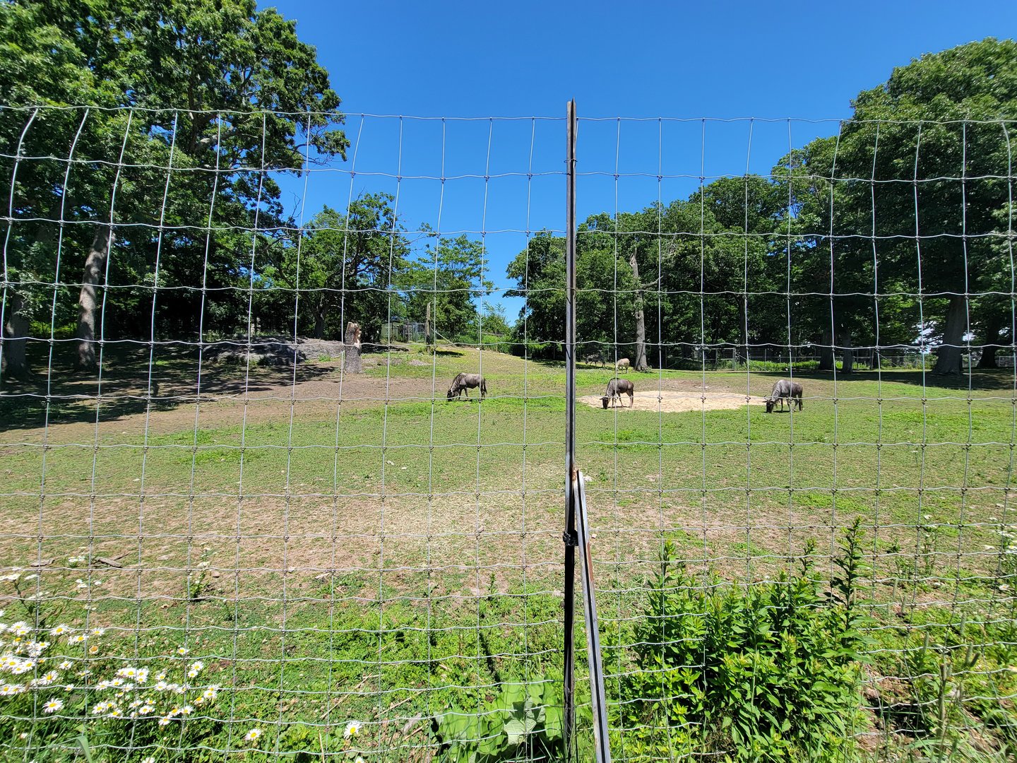 Franklin Park 7/22 - Serengeti Crossing, Hartmann's mountain zebra, blue wildebeest