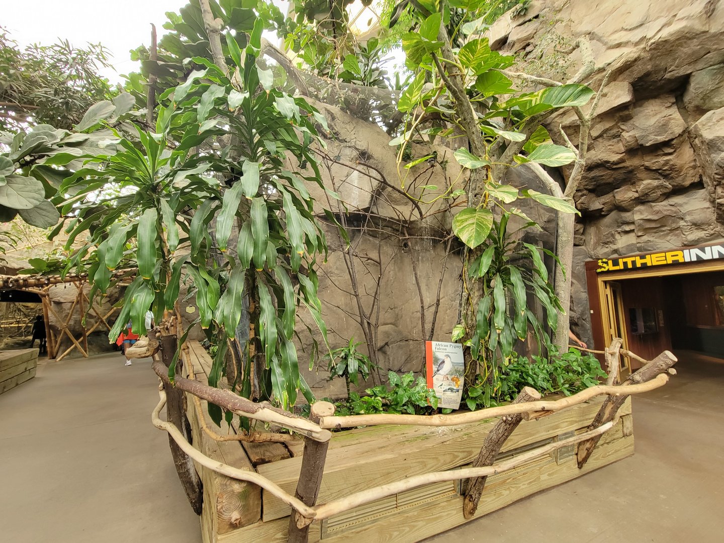 Franklin Park 7/22 - Tropical Forest, African pygmy falcon