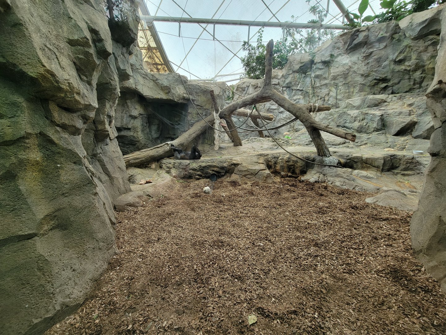 Franklin Park 7/22 - Tropical Forest, another gorilla window, with a gorilla!