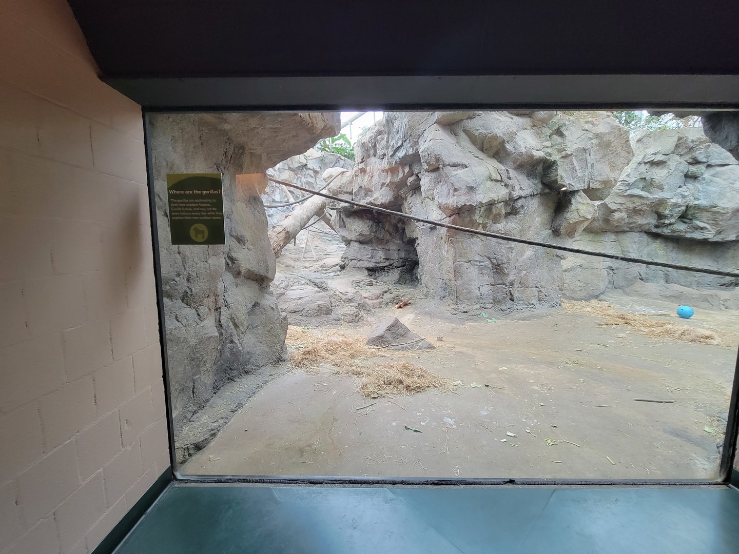 Franklin Park 7/22 - Tropical Forest, another gorilla window