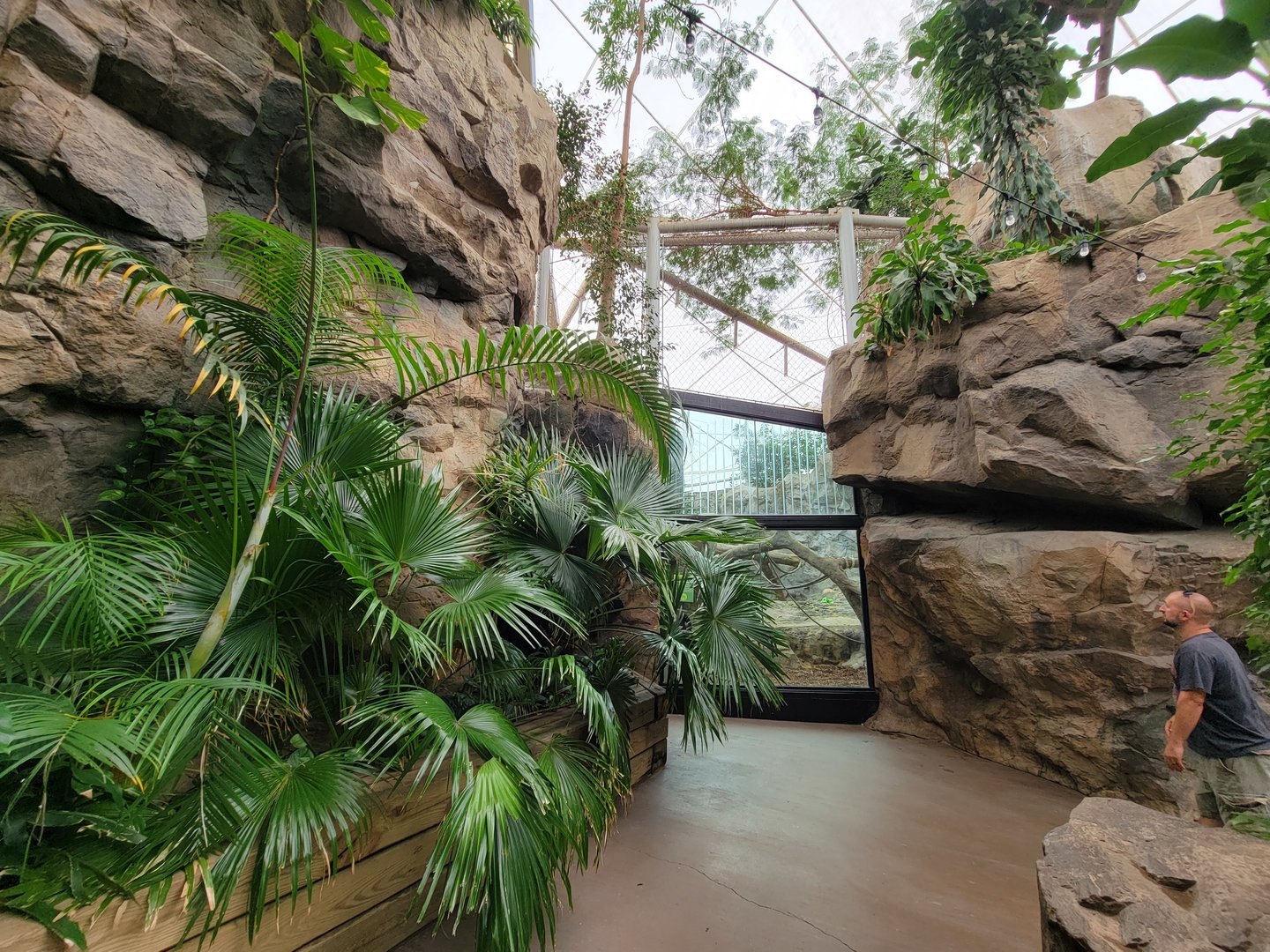 Franklin Park 7/22 - Tropical Forest, another gorilla window