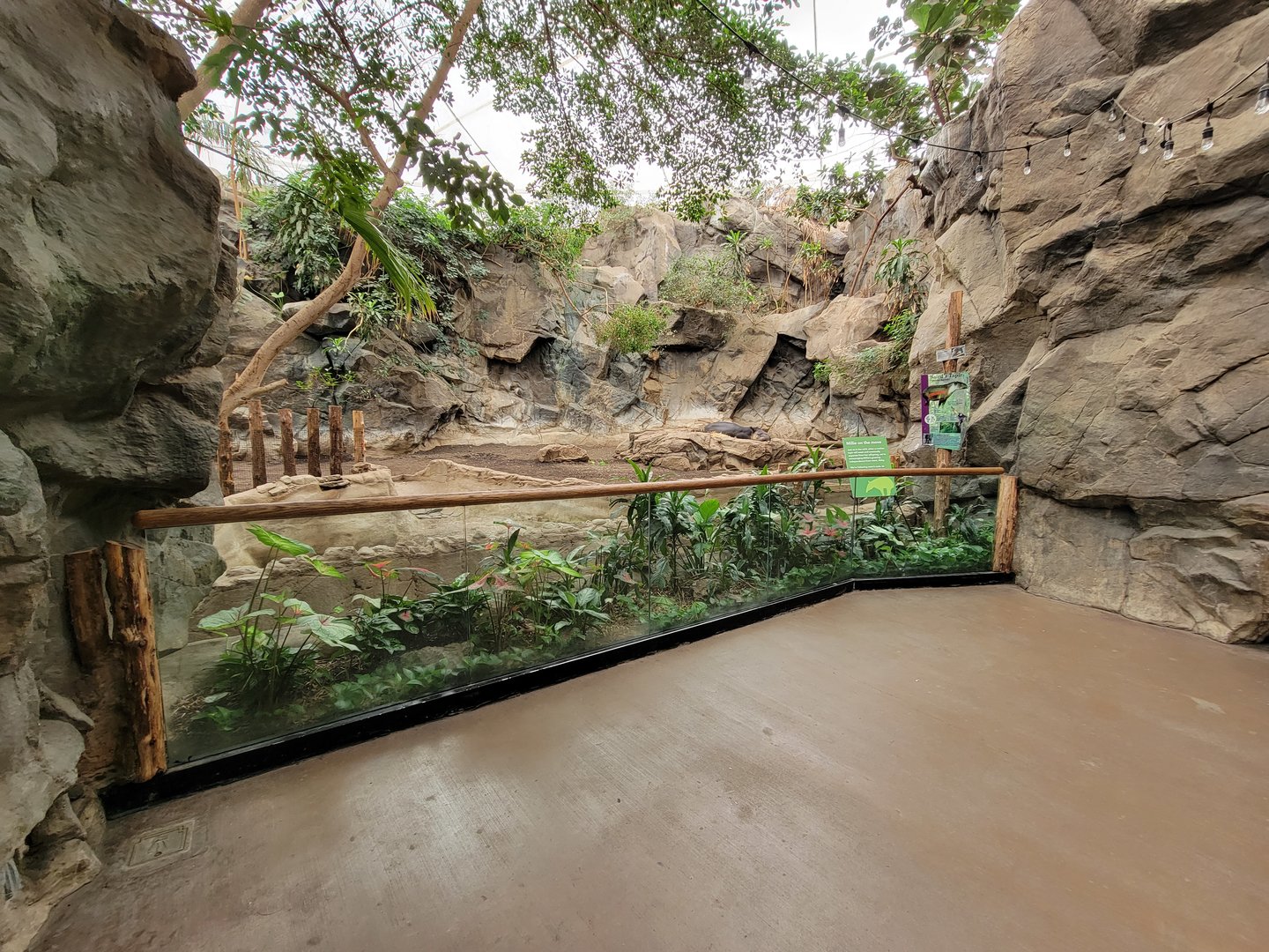 Franklin Park 7/22 - Tropical Forest, Baird's tapir