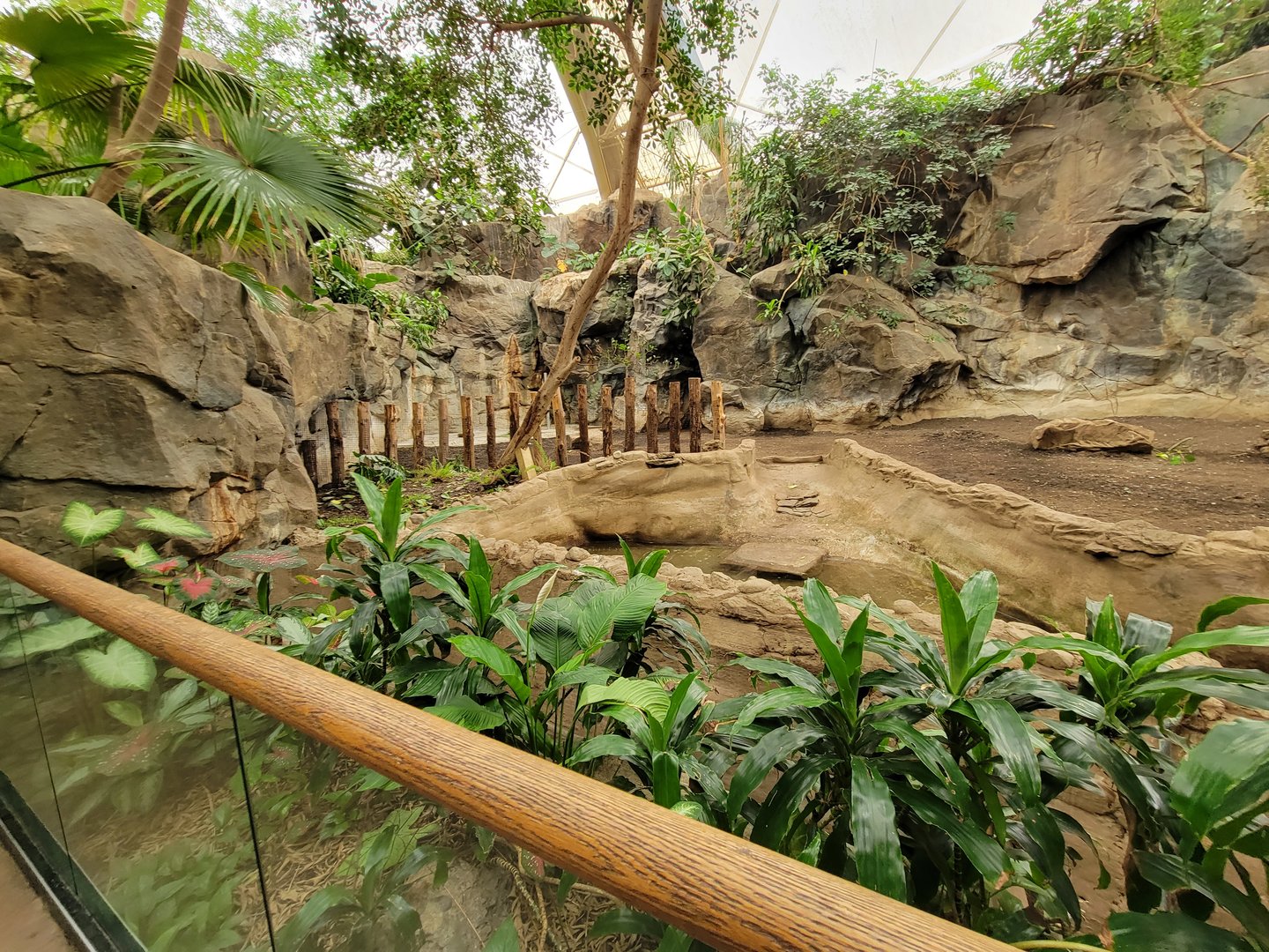 Franklin Park 7/22 - Tropical Forest, Baird's tapir