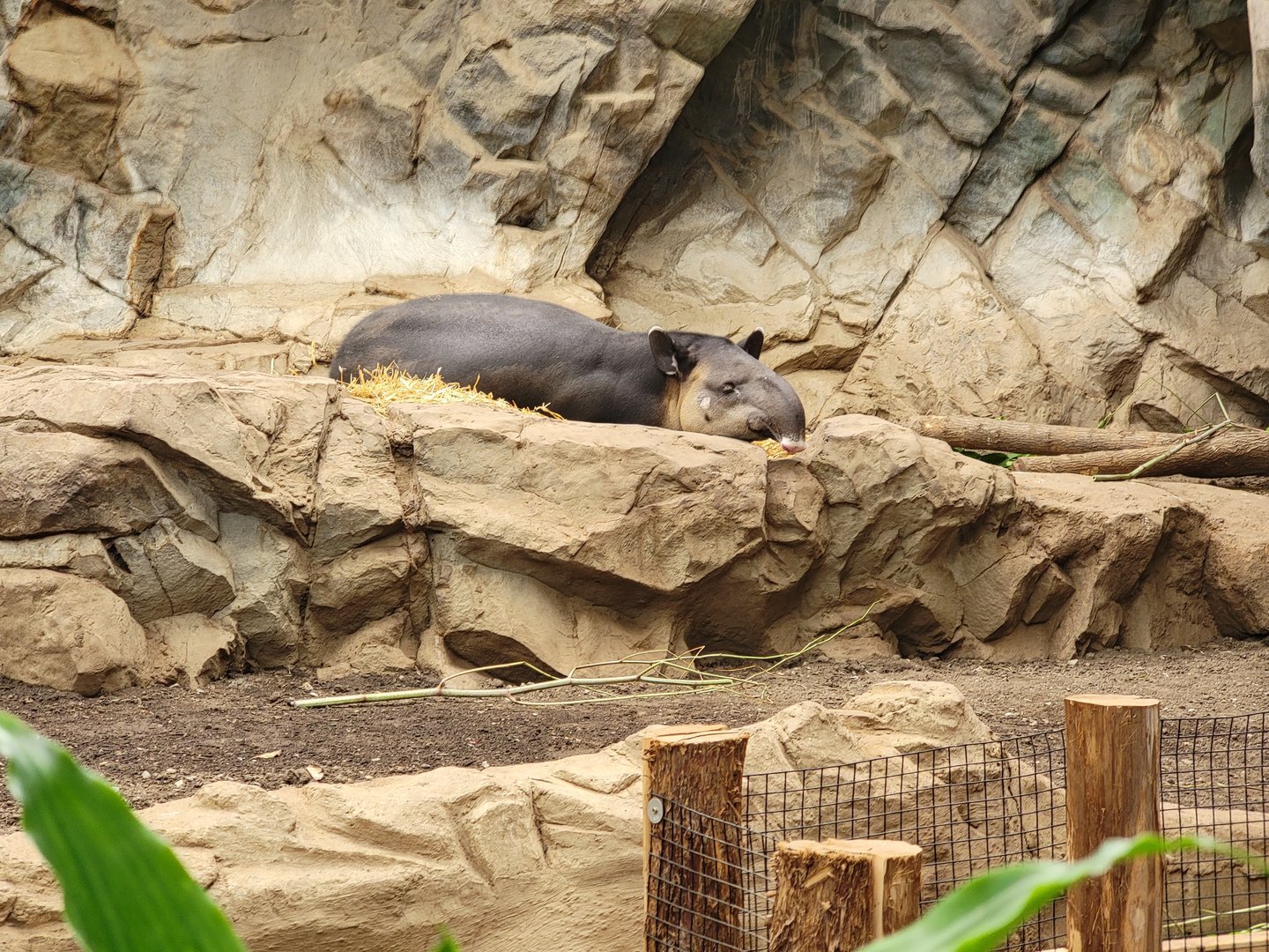 Franklin Park 7/22 - Tropical Forest, Baird's tapir