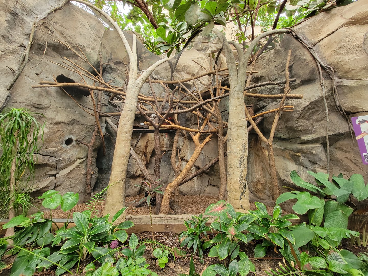 Franklin Park 7/22 - Tropical Forest, Cotton-top tamarins