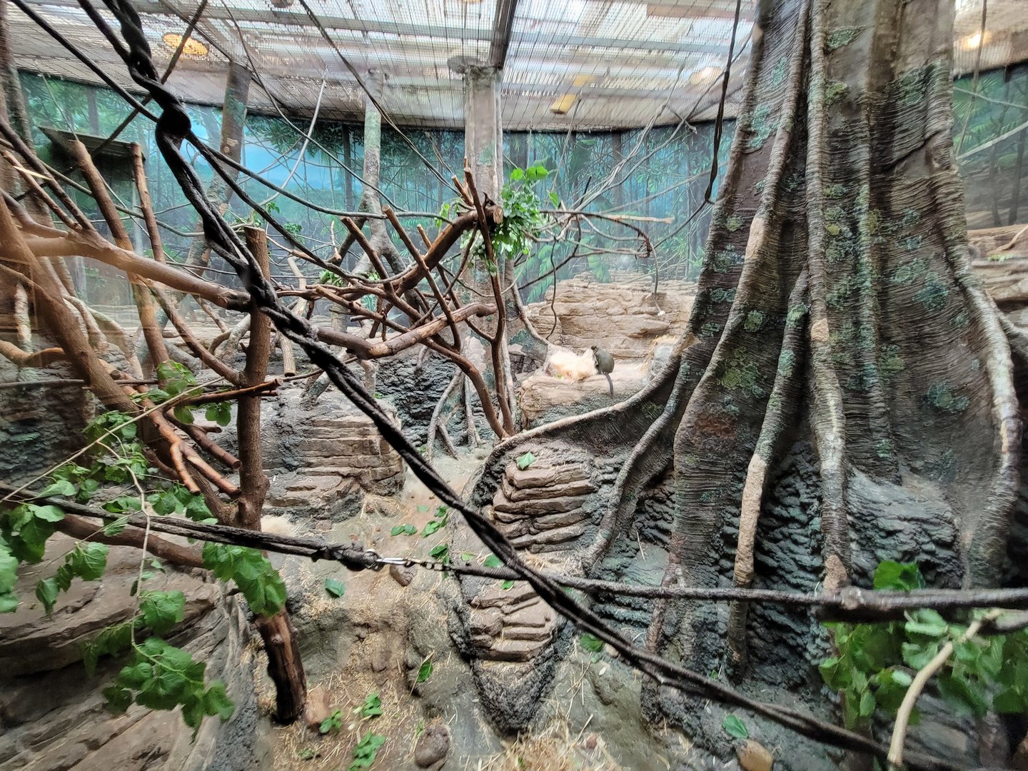 Franklin Park 7/22 - Tropical Forest, DeBrazza's monkey