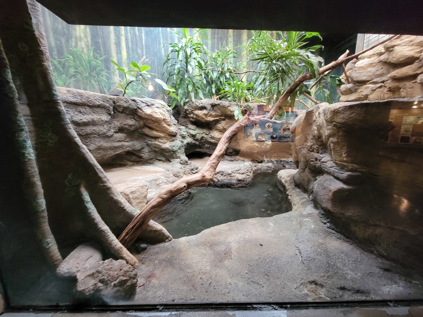 Franklin Park 7/22 - Tropical Forest, dwarf crocodile