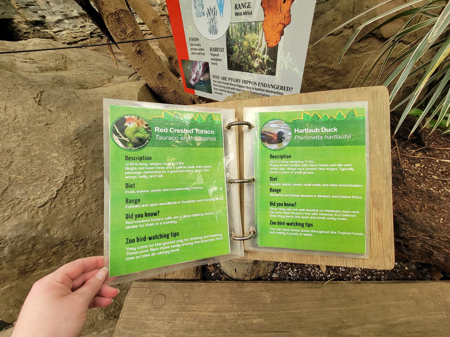 Franklin Park 7/22 - Tropical Forest, Free Flight Birds book, example pages