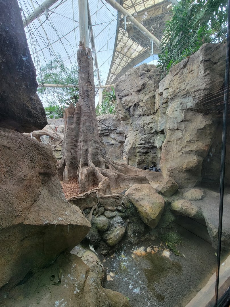 Franklin Park 7/22 - Tropical Forest, gorilla area (and finally an actual gorilla!)