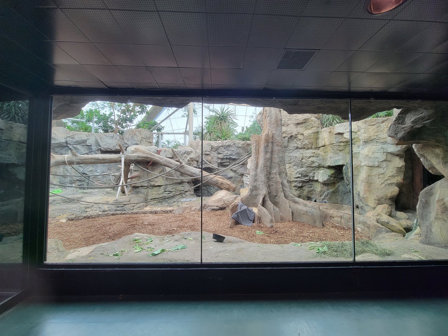 Franklin Park 7/22 - Tropical Forest, gorilla area