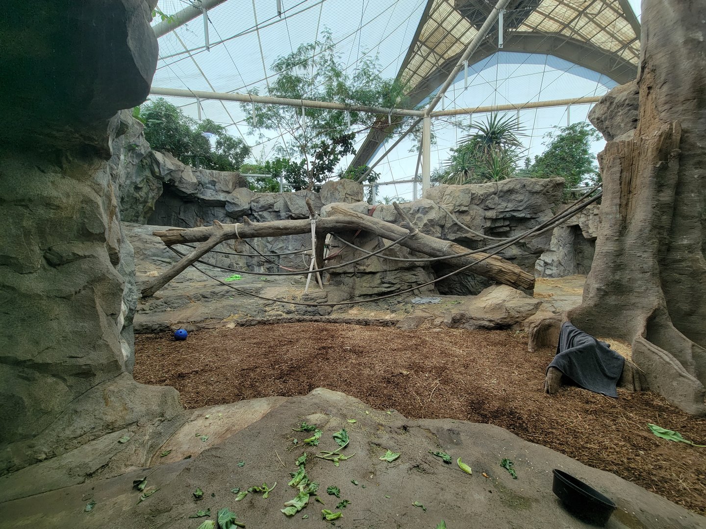 Franklin Park 7/22 - Tropical Forest, gorilla area