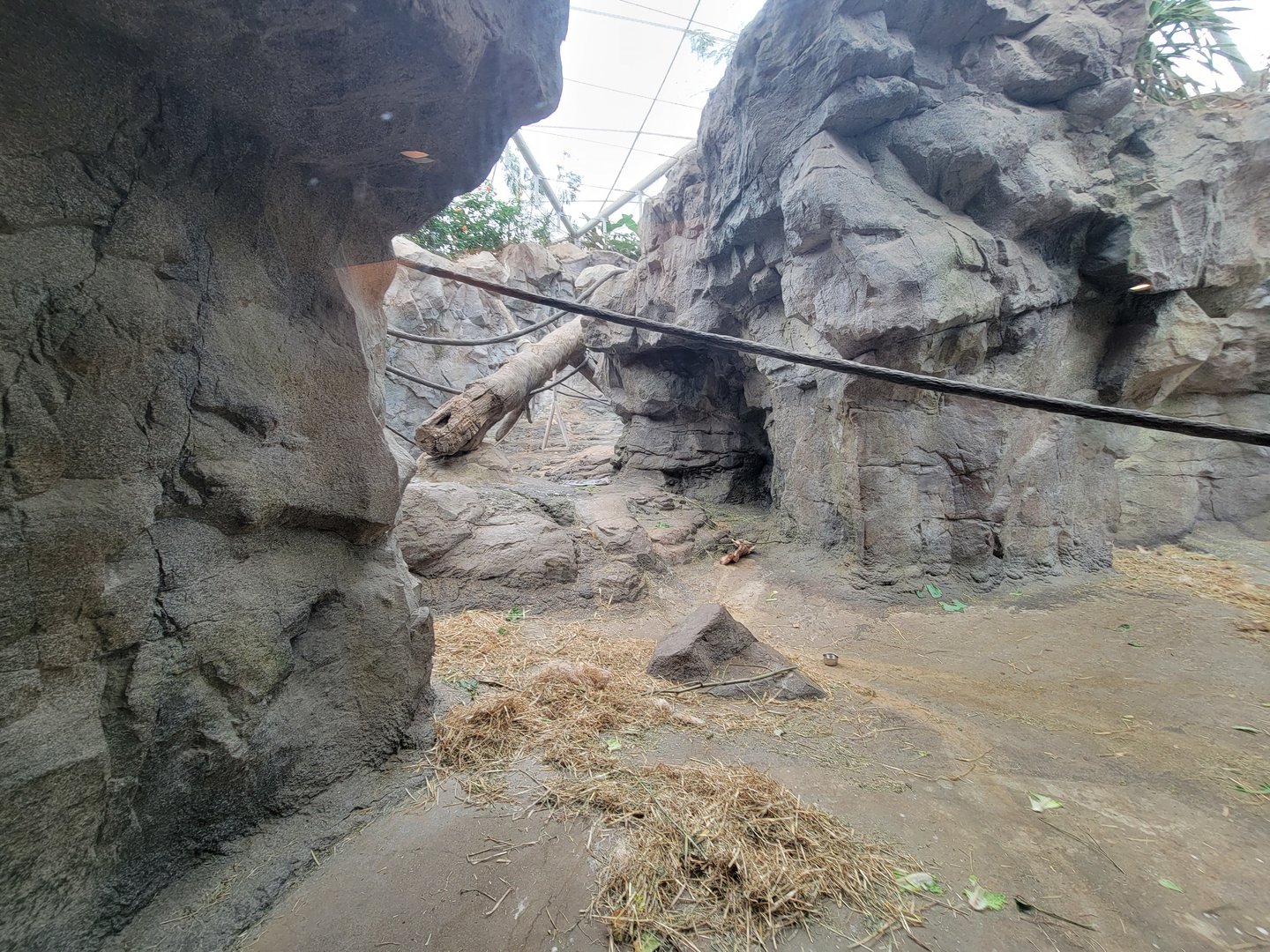 Franklin Park 7/22 - Tropical Forest, gorillas