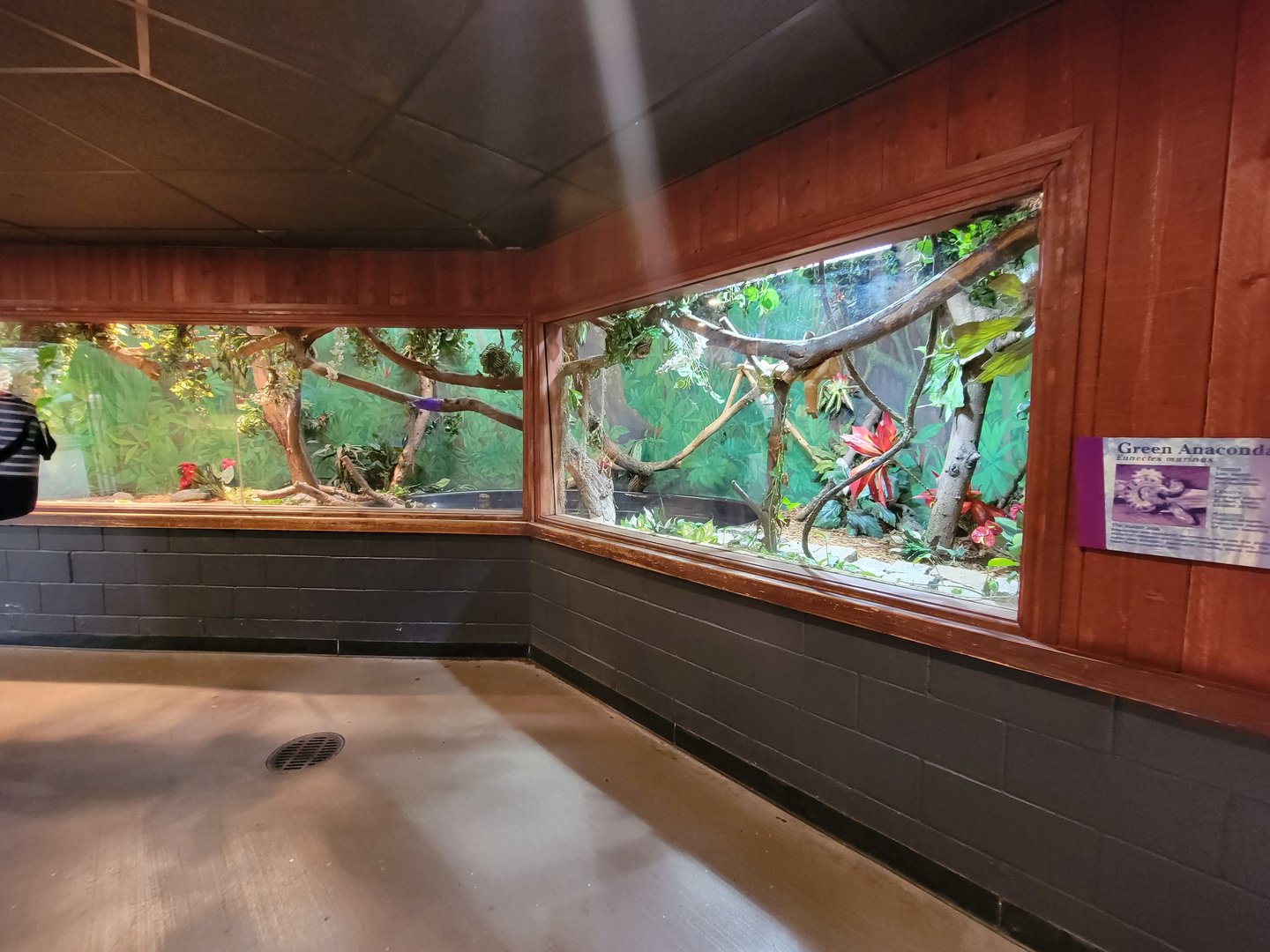 Franklin Park 7/22 - Tropical Forest, green anaconda